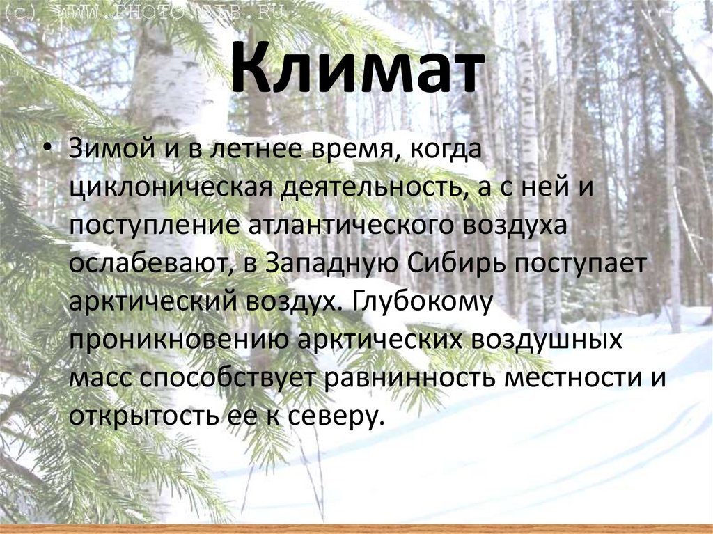 Пояс тайги в россии. Климат тайги. Климат тайги зимой и летом. Климат зимой. Климат в тайге зимой.