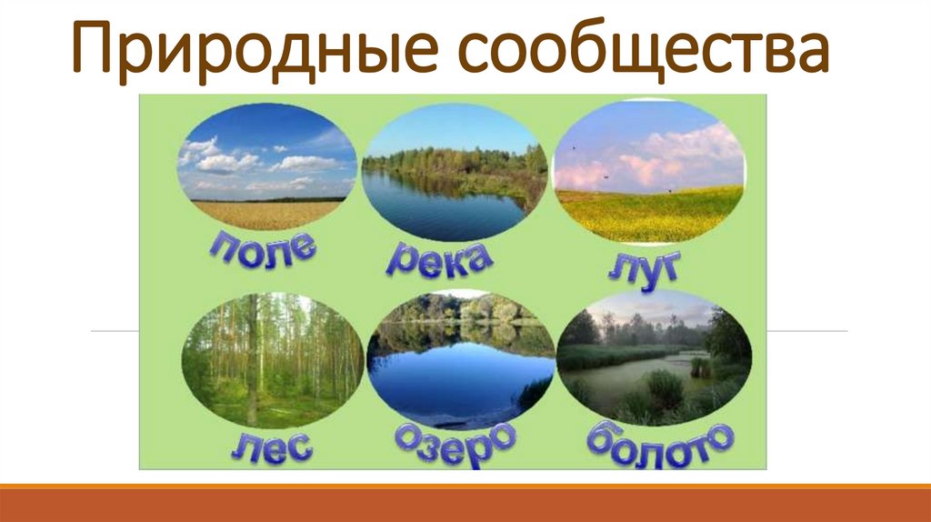 Природные сообщества видео. Природные сообщества России. Схема природного сообщества. Природные сообщества 2 класс окружающий мир. Природное сообщество море.