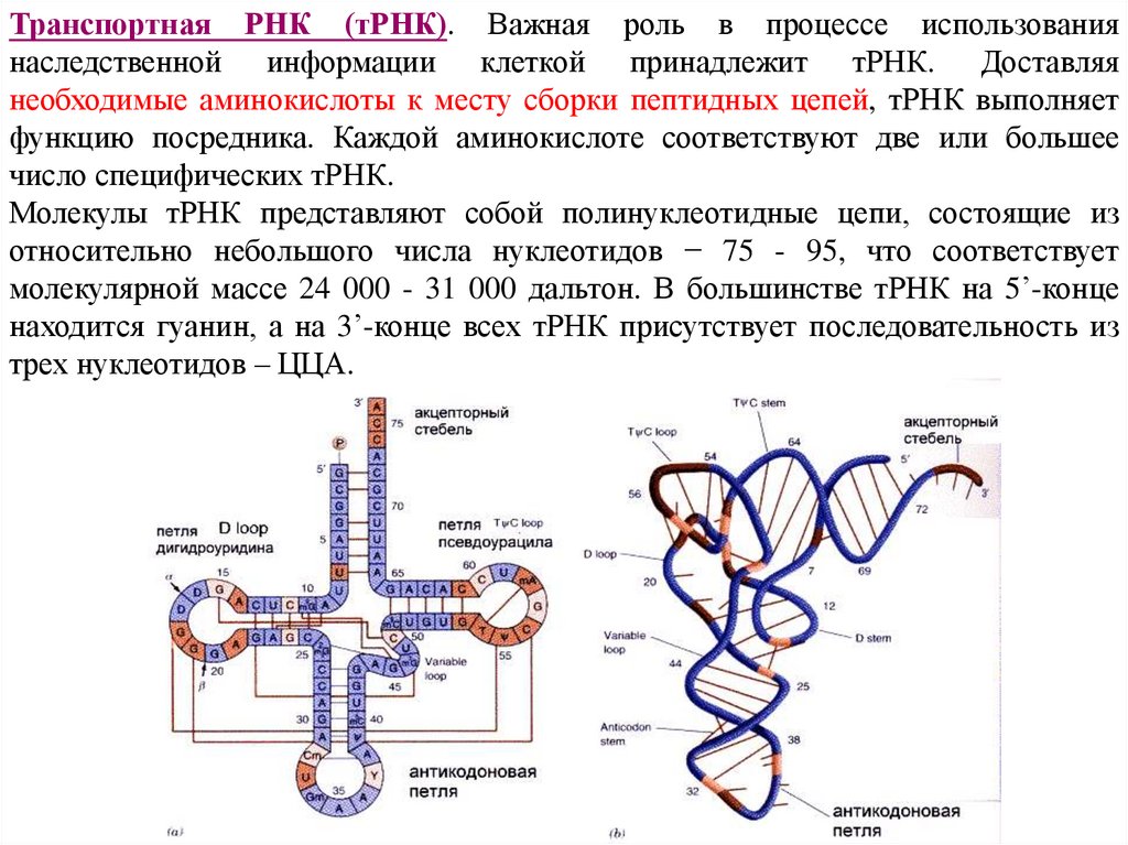 Число т рнк. Структура и функции ТРНК. Транспортная РНК строение и функции. Функции петель ТРНК. ТРНК строение и функции.