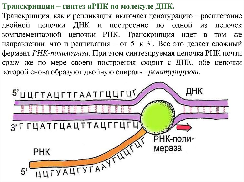Рнк полимераза синтезирует. Схема процесса транскрипции. В процессе транскрипции участвует. Репликация у эукариот. Смысловая и транскрибируемая цепь ДНК.
