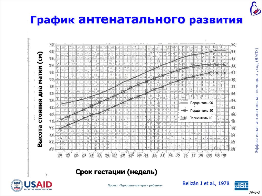График антенатального развития