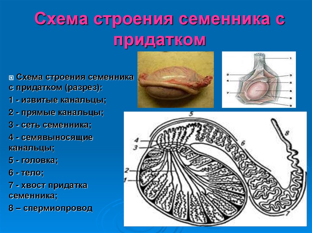 Семенник животного. Придаток семенника строение. Строение семенника млекопитающих. Схема строения семенника. Строение семенника у животных.