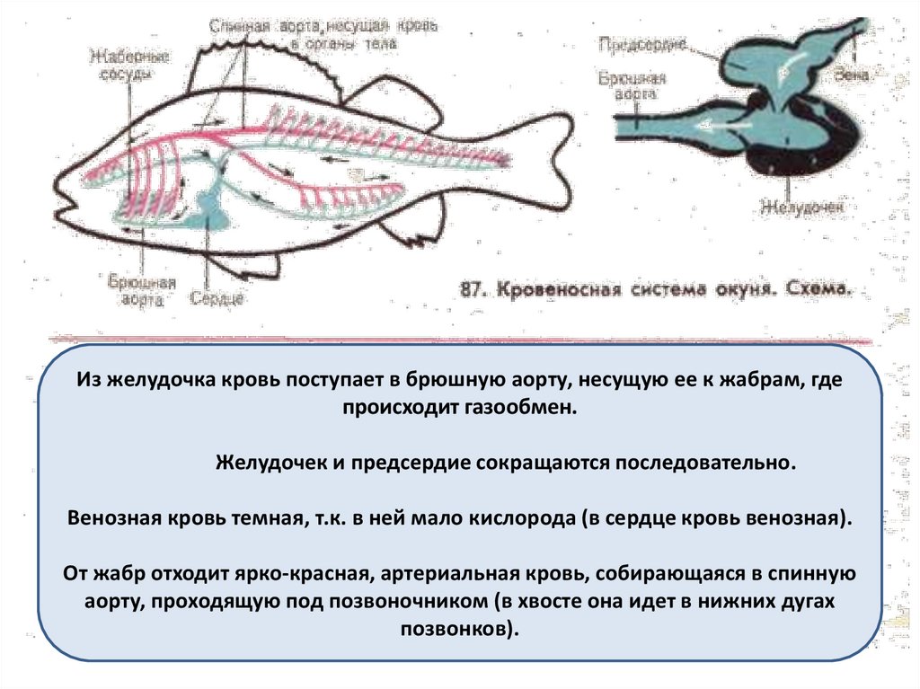 Класс рыбы круги кровообращения