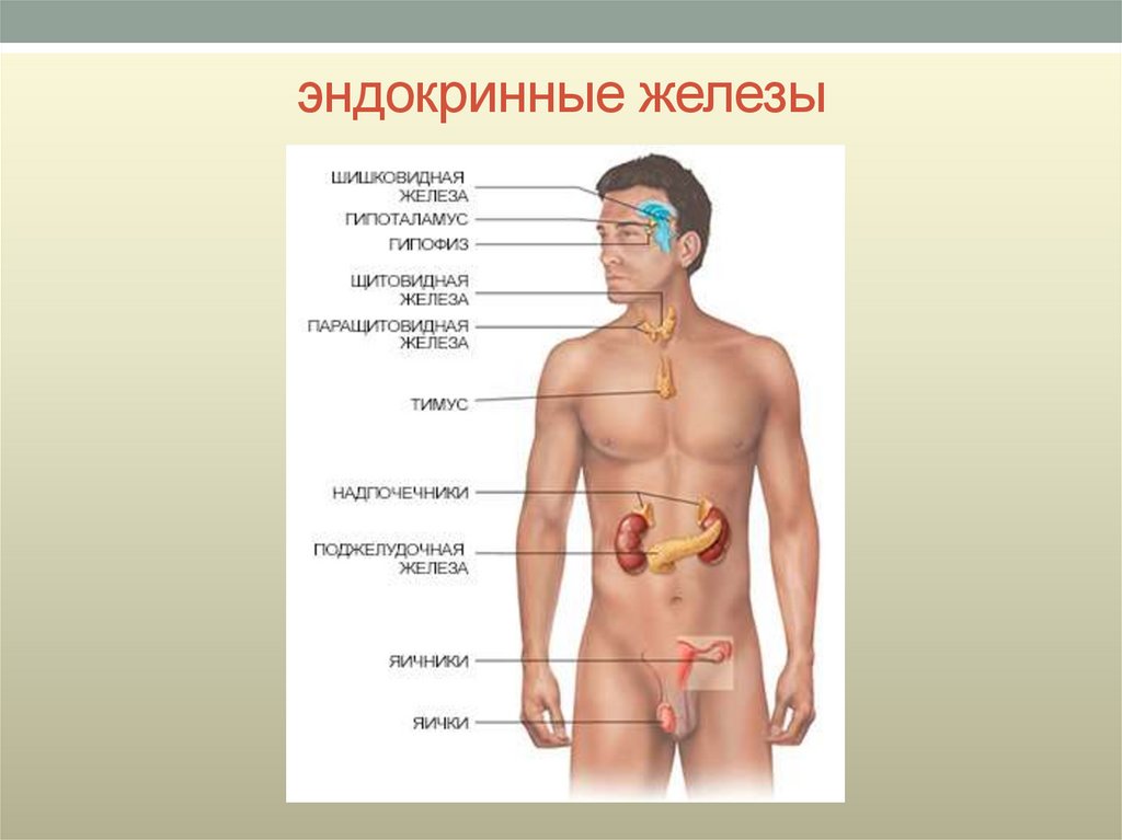 Эндокринные железы картинки