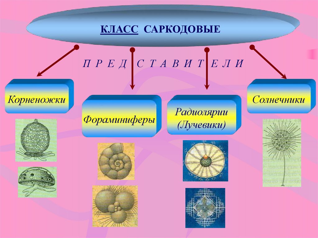 Термин простейшие. Саркодовые корненожки лучевики солнечники. Корненожки радиолярии солнечники. Подцарство простейшие Тип Саркодовые. Тип Саркодовые корненожки.