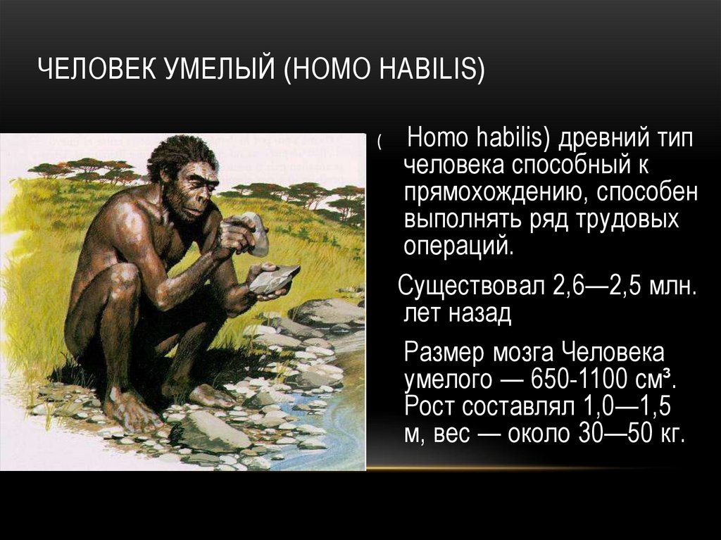 Предки человека кратко. Хомо хабилис объем мозга. Человек умелый. Эволюция человека человек умелый. Человек умелый человек разумный.
