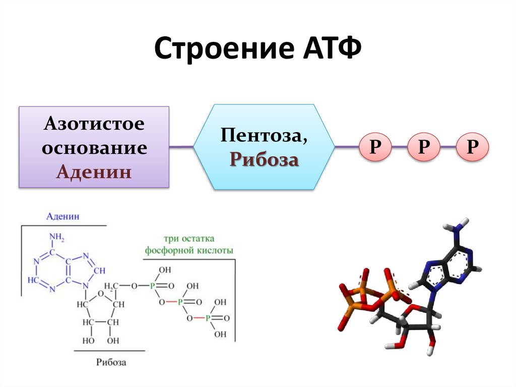 В каких клетках атф