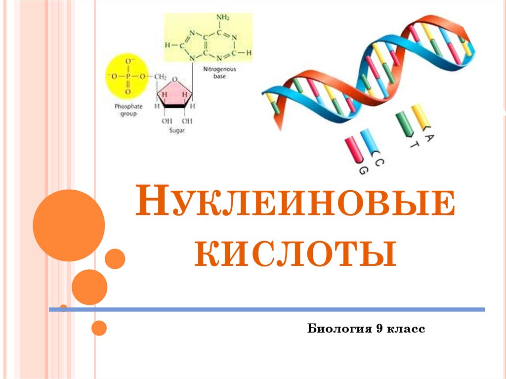 Нуклеиновые кислоты 10. Нуклеиновые кислоты биология 9 класс.