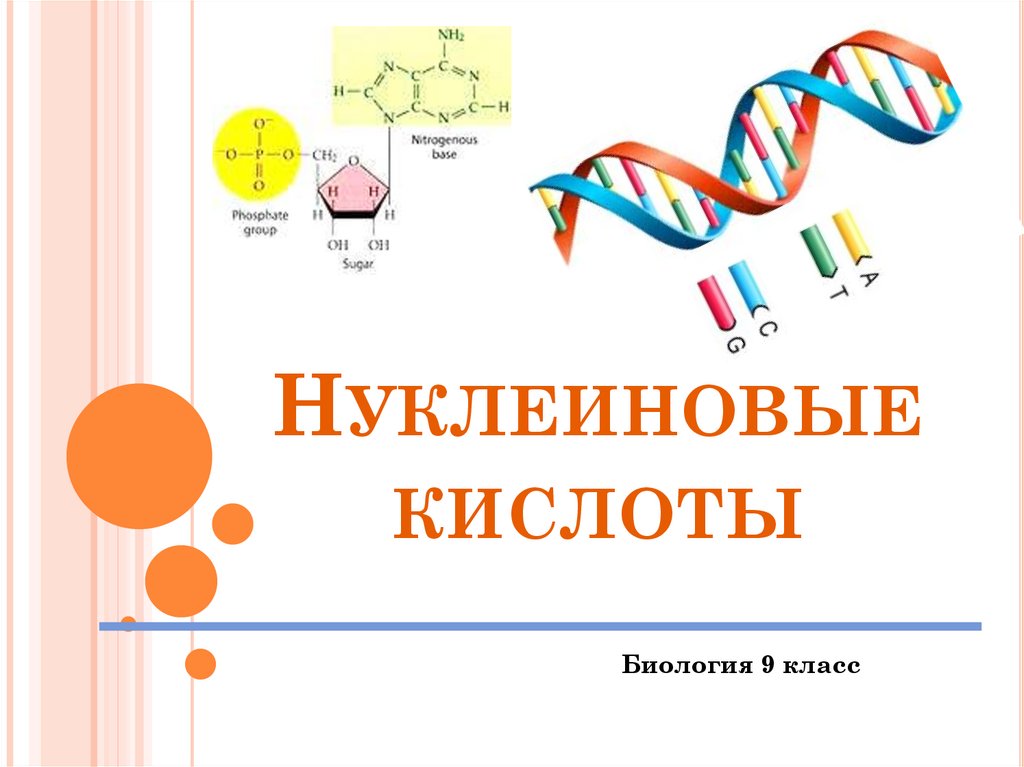 Нуклеиновые кислоты биология