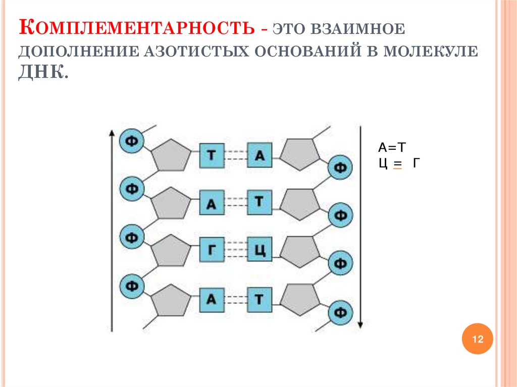 2 цепь днк по принципу комплементарности