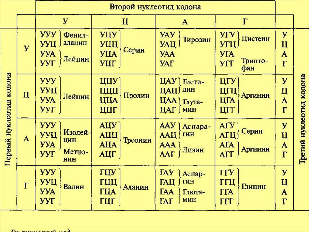 Генетический код первое второе третье основание. Таблица генетического кода ИРНК И ДНК. Аминокислоты ДНК И РНК таблица. Названия аминокислот таблица генетического кода. Таблица генетического кода расшифровка.