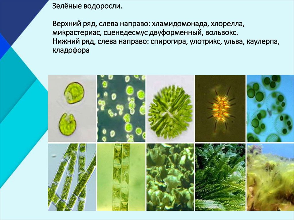 Признаки зеленых водорослей 7 класс. Одноклеточные харовые водоросли. Сценедесмус водоросль. Хлорелла и вольвокс. Размер клетки водоросли сценедесмус.