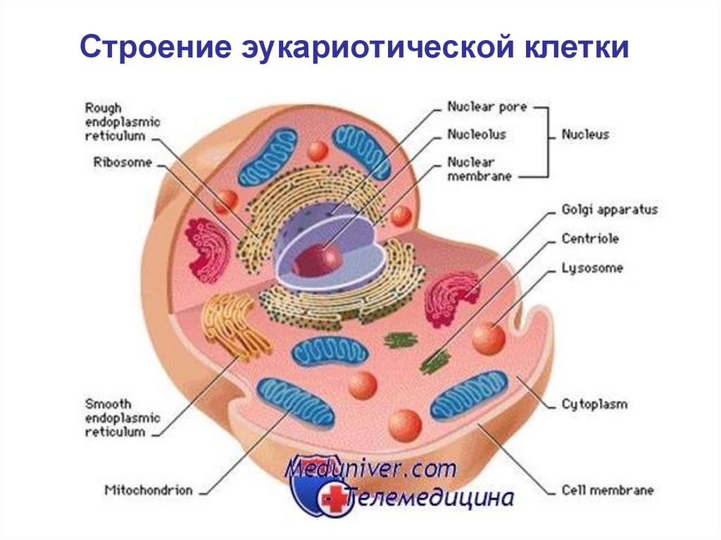 11. Строение эукариотической клетки.. Эукариотическая клетка гистология.