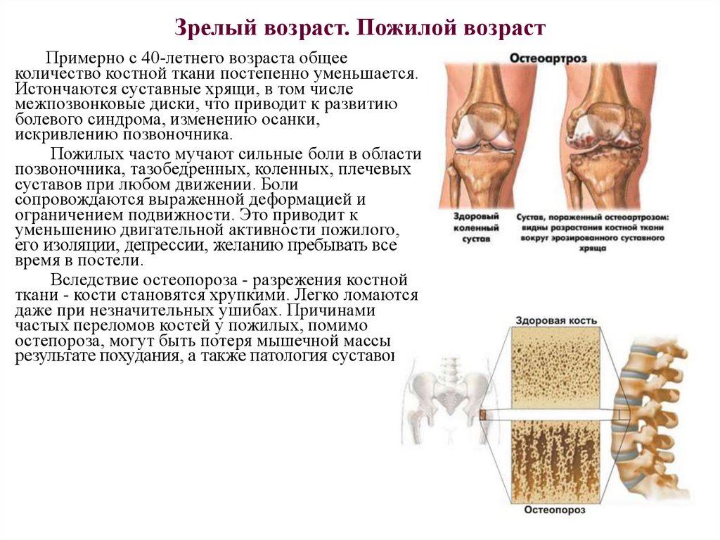 Желтый костный мозг функции. Функции жировой ткани в желтом костном мозге.