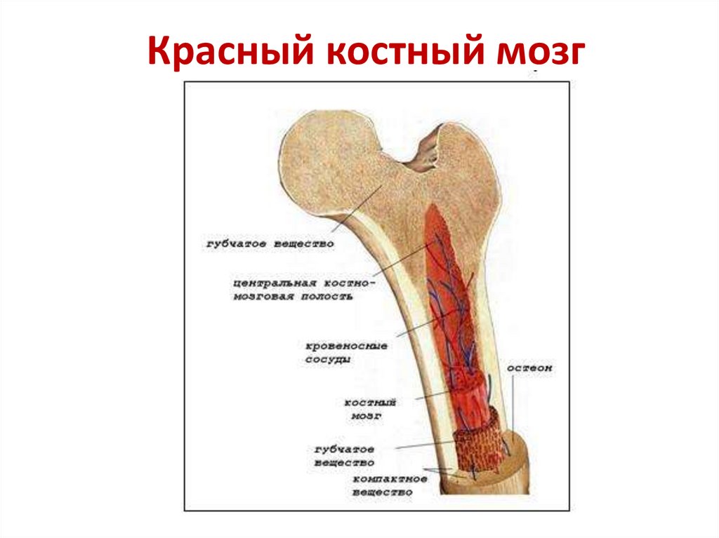 Функция желтого костного мозга в трубчатой кости. Строение кости желтый костный мозг. Желтый костный мозг строение. Красный и желтый костный мозг. Функции желтого костного мозга в трубчатой кости.
