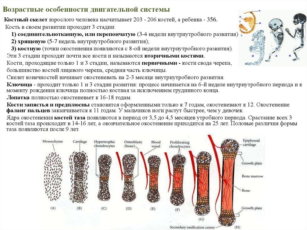 Возрастные особенности скелета презентация