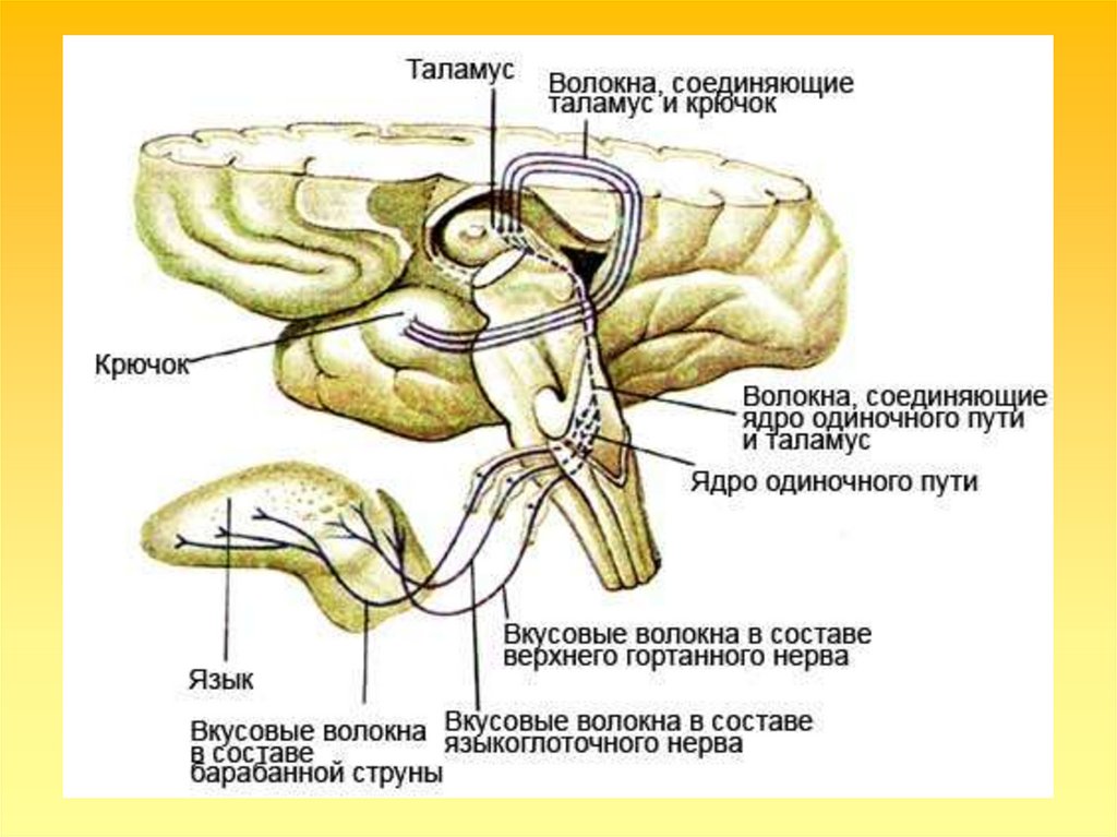 Нарисовать блок схемы обонятельного и вкусового анализаторов