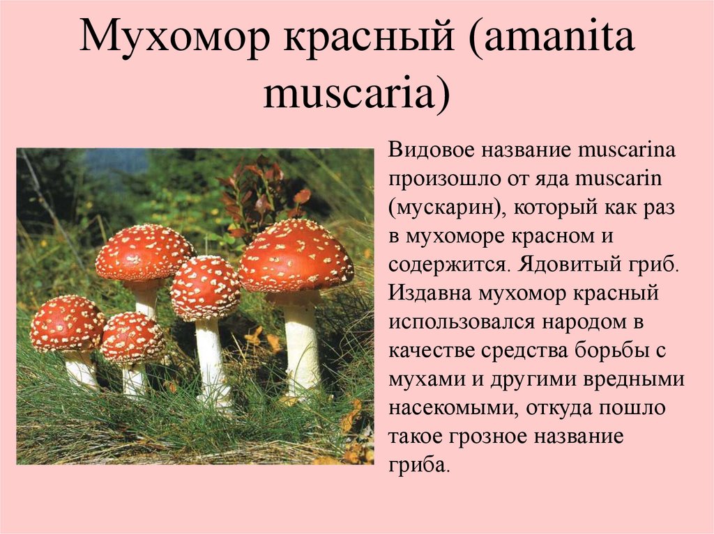 Информация про грибы. Мухомор ядовитый гриб 2 класс. Лесные опасности красный мухомор. Сведения о ядовитых грибах. Грибы: съедобные и несъедобные.