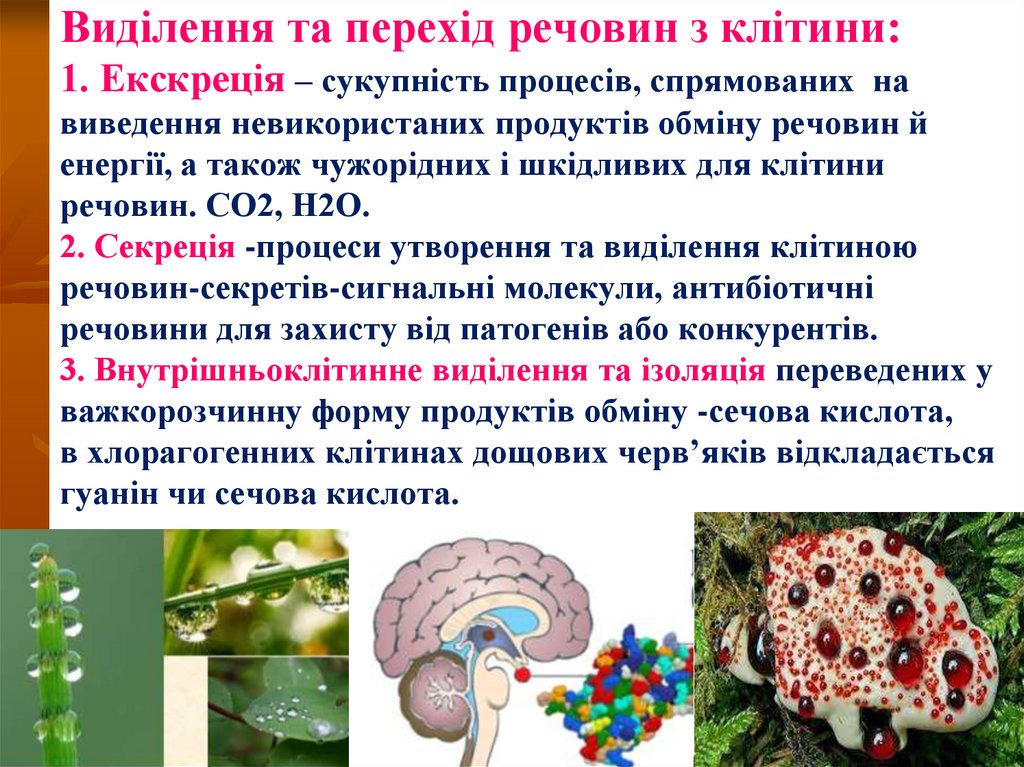 Эукариоты способны к хемосинтезу. Хемосинтез это в биологии 10 класс. Хемосинтез бактерий. Хемосинтез.