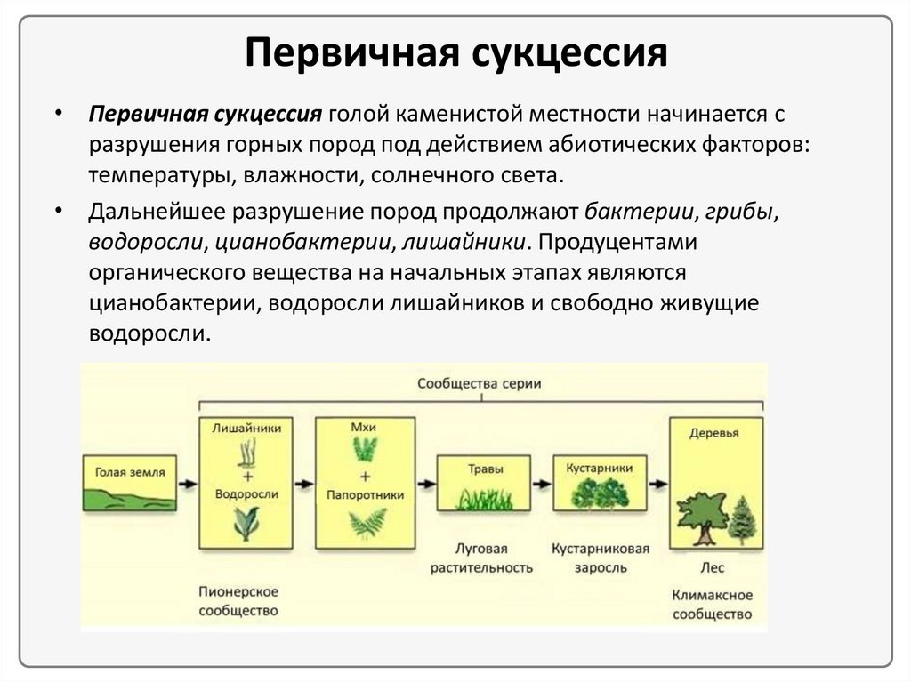 Составь схему изменений происходящих во время сукцессии используя предложенные этапы