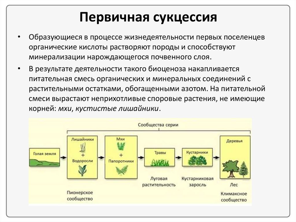 Схема вторичной сукцессии