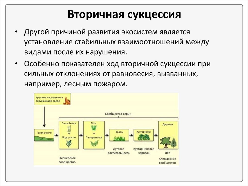 Смены экосистем в процессе развития сообщества. Причины смены экосистем. Причины смены биогеоценозов. Взаимодействие человека на экосистему. Основные типы измененных и нарушенных человеком экосистем.