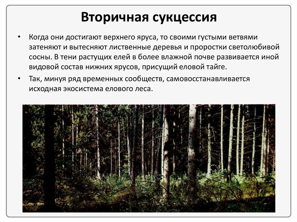 Сукцессия после пожара пример. Вторичной (восстановительной) сукцессии. Сукцессия леса после пожара. Вторичная сукцессия. Смена сообществ сукцессии.