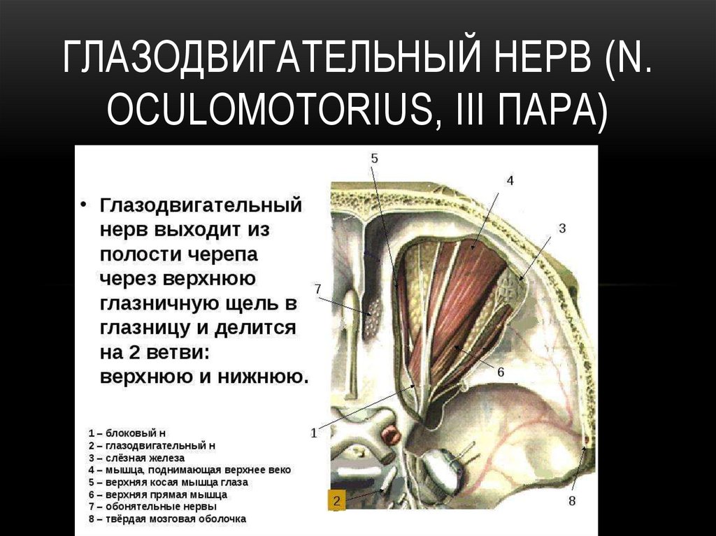 Презентация глазодвигательный нерв