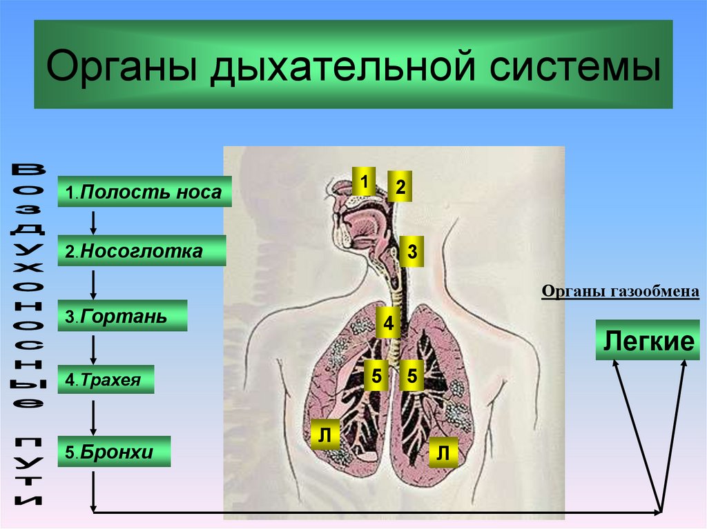 Легкие 8 класс кратко. Система органов дыхания. Строение дыхательной системы человека. Биология дыхательная система. Органы дыхательной системы 8 класс.