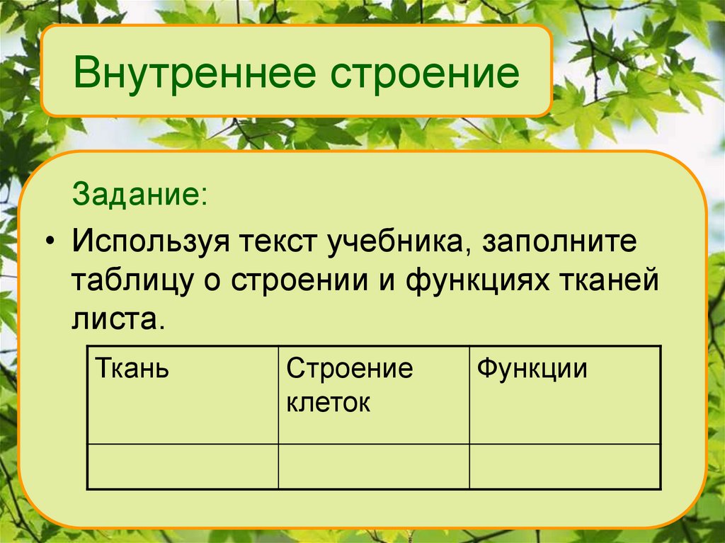 Лист внутреннее строение презентация