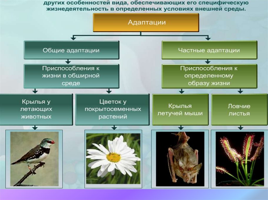 Адаптация животных презентация