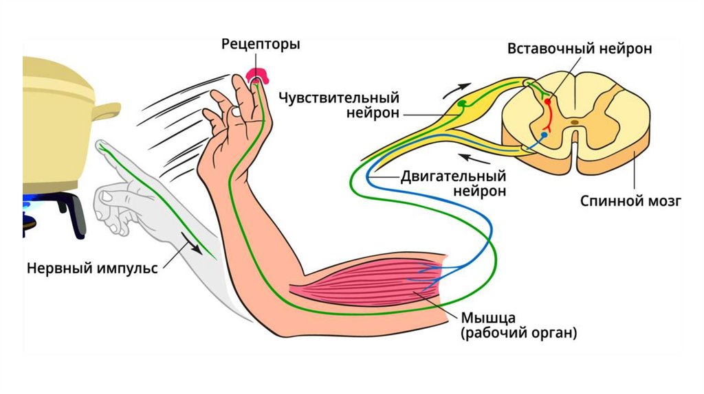 Строение и функции спинного мозга - презентация онлайн