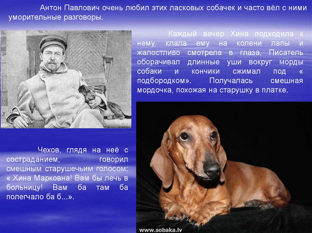Любимые собаки чехова. Собаки Антона Павловича Чехова.