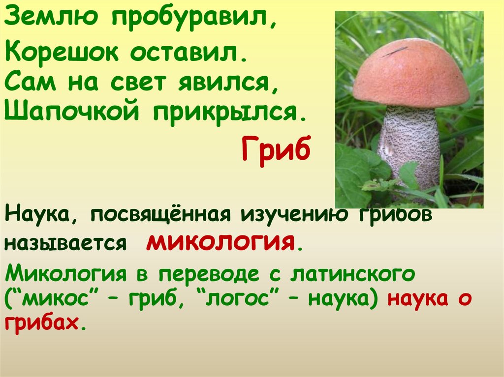 Наука про грибы. Царство грибов 3 класс. Землю пробуравил корешок оставил сам на свет явился шапочкой. Микология царство грибов. Наука о грибах называется.