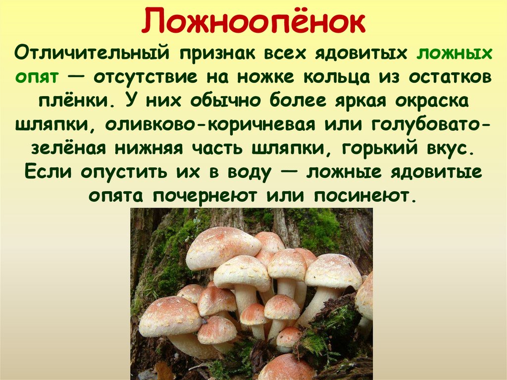 Почему грибы опасны. Ложноопенок краткое описание. Ядовитые опята 3 класс. Ядовитые грибы доклад. Сообщение о ядовитых грибах.