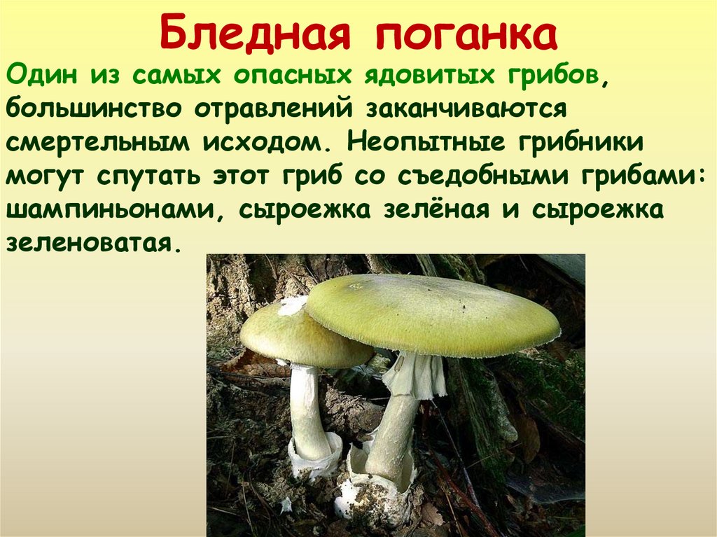 Опасный гриб бледная поганка. Бледная поганка гриб. Опасный гриб бледная поганка описание. Грибы рассказ бледная поганка.