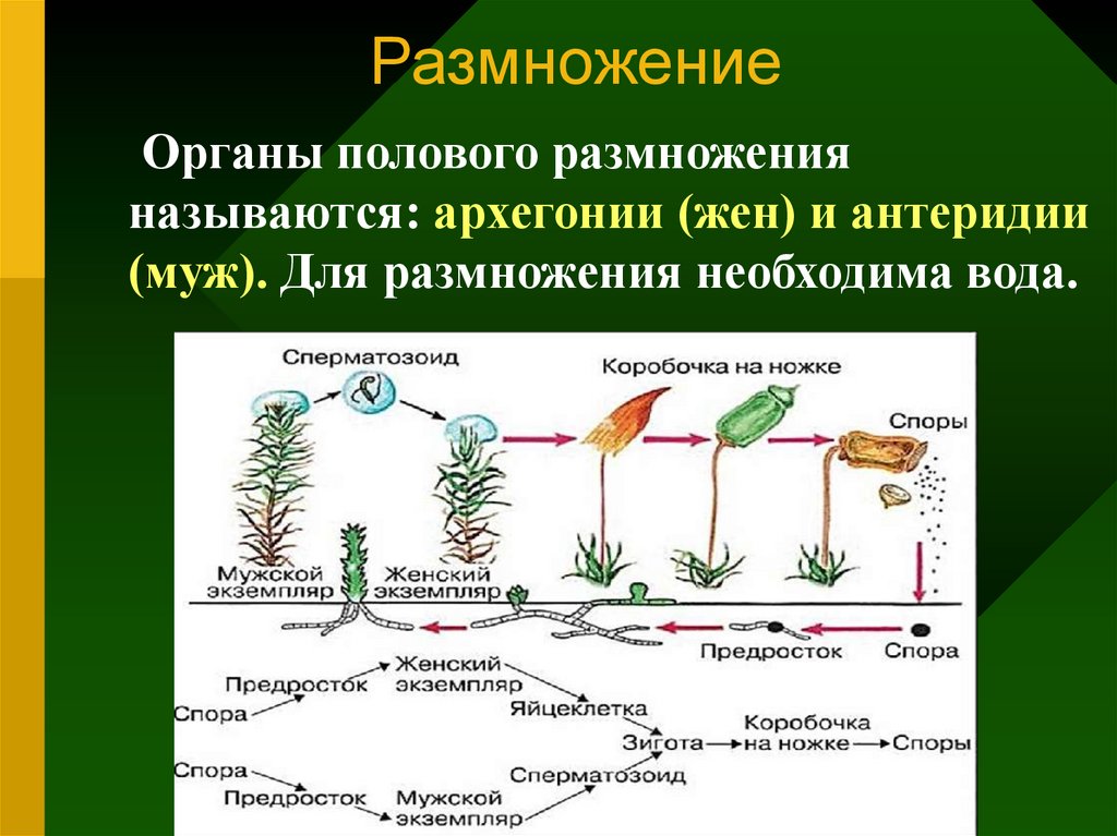 Моховидные споровые. Моховидные относятся к высшим растениям так как они. Отдел моховидныеводоносные клетки. Споровые растения строение рисунок.