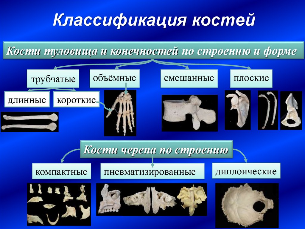 Изменение формы кости. Классификация костей трубчатые губчатые смешанные. Строение и классификация костей. Формы костей. Длинные короткие и плоские кости.