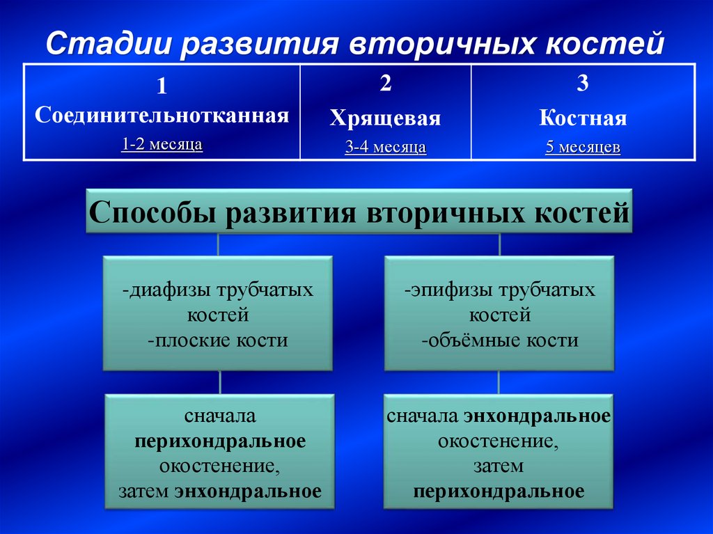 Развитие костей. Стадии развития костей. Стадии формирования костей. Этапы формирования кости. Способы формирования костей.