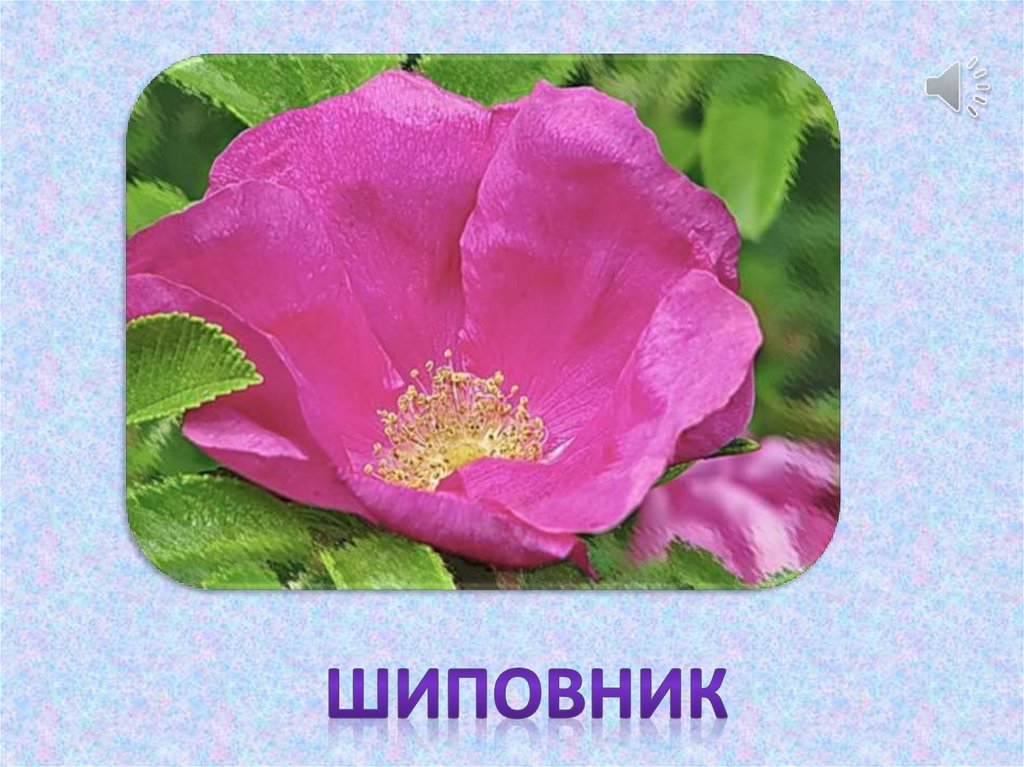 Что общего у разных растений. Окружающий мир. 1 класс - презентация онлайн