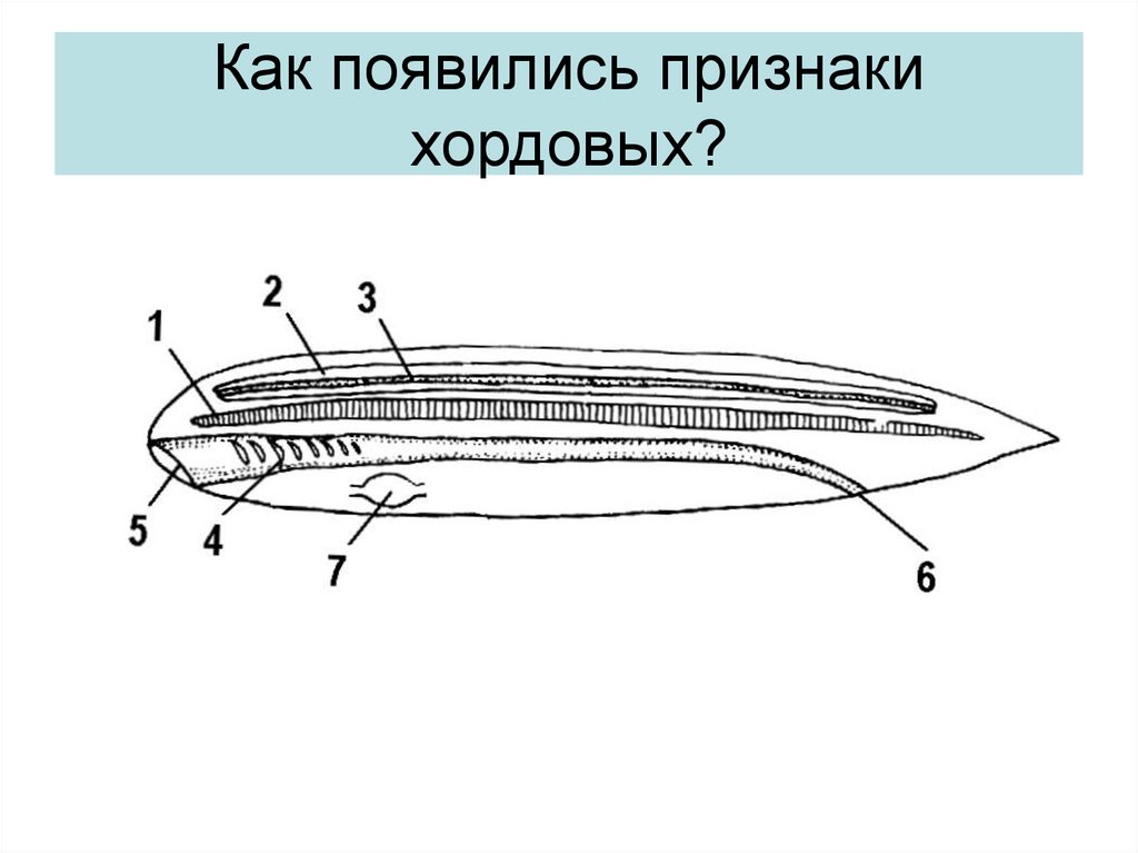 Схема строения хордовых