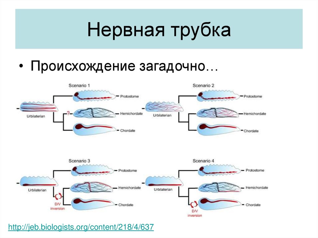 Нервная трубка расположена