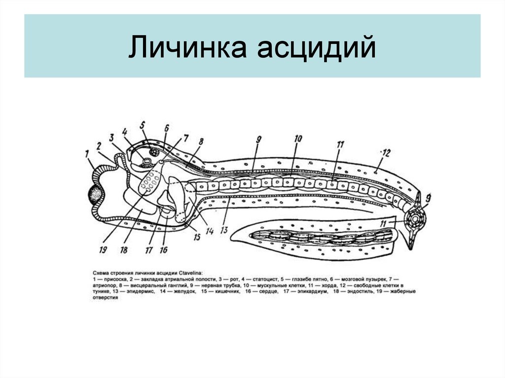 Общая дегенерация асцидии