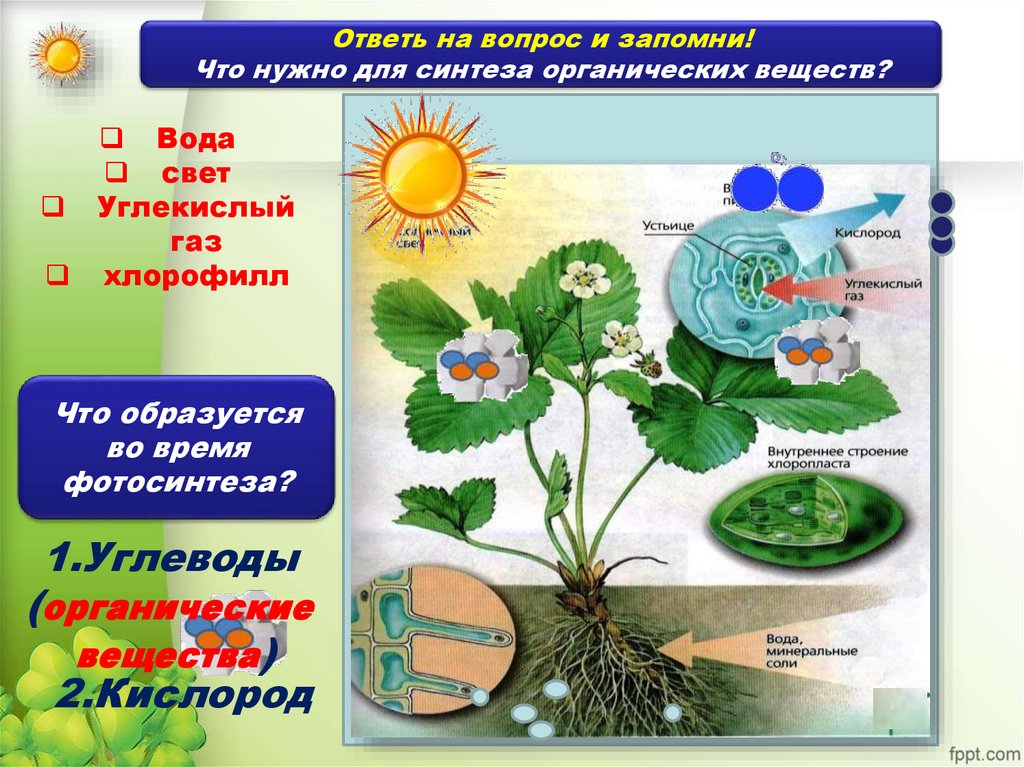 Растения производители органического вещества. Органические вещества растений. Синтез органических веществ в растении. Органические и неорганические вещества растений. Создание органических веществ в растениях.