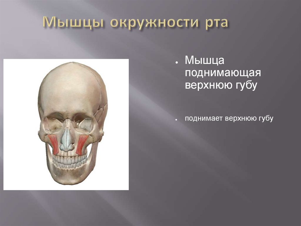 Мышцы головы - презентация онлайн