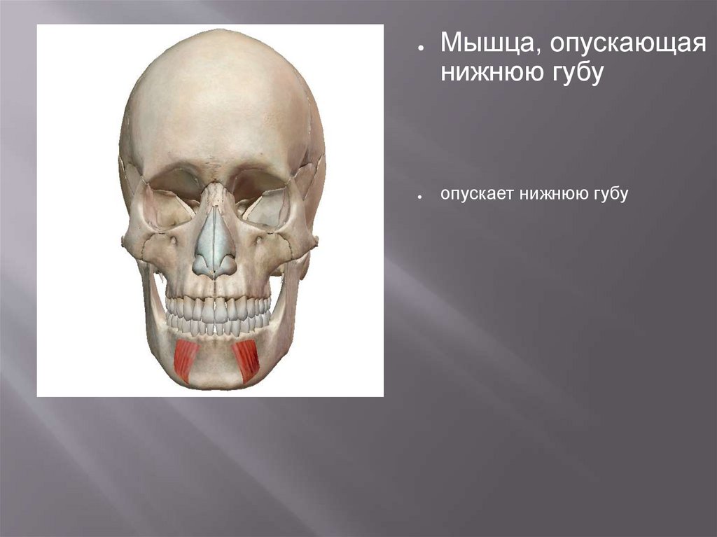 Мышцы головы - презентация онлайн