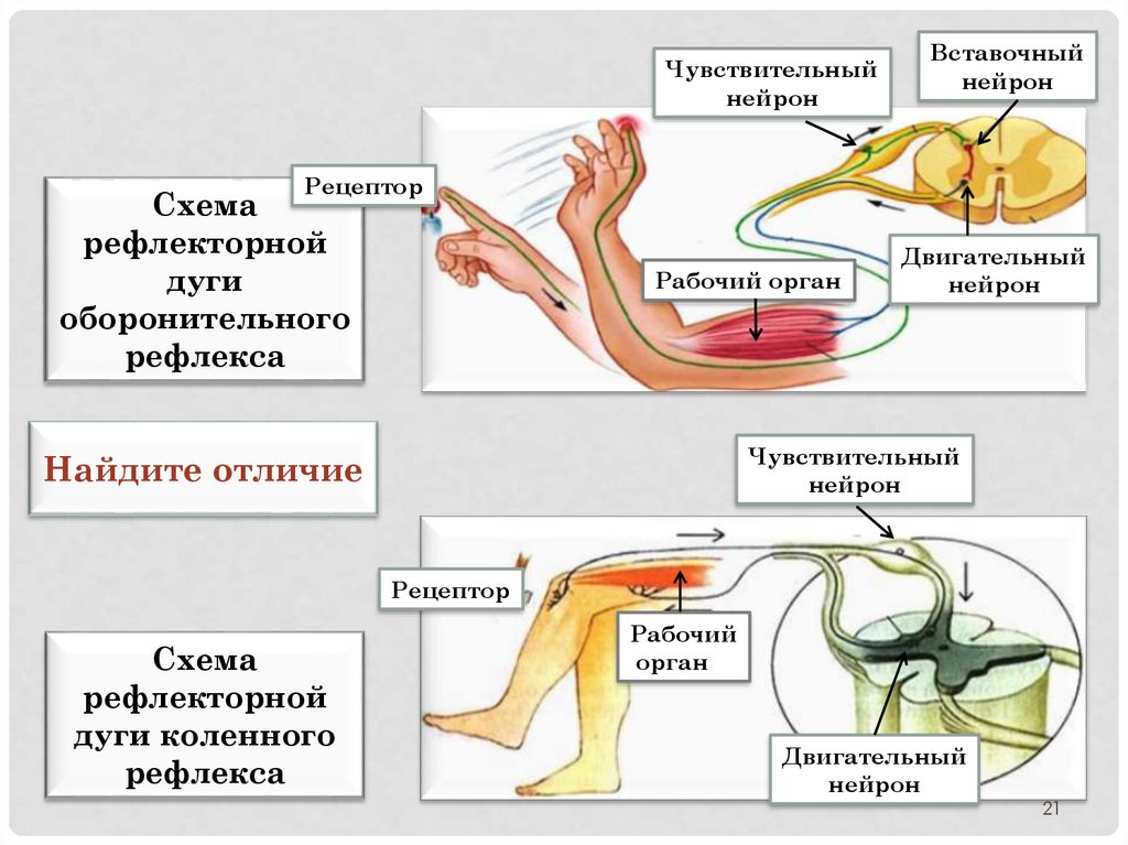 Что отсутствует в изображенной схеме рефлекторной дуги 1 вставочный нейрон 2 чувствительный нейрон