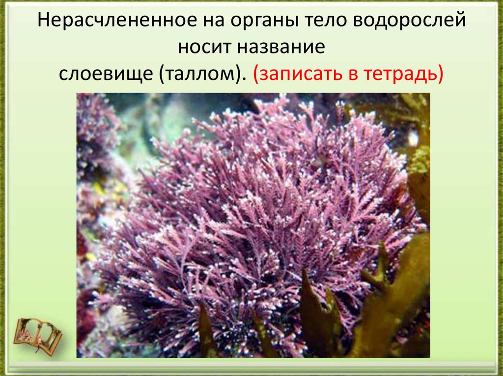 Водоросли 5 букв. Кораллина водоросль. Литотамнион водоросли. Литотамнион Тип таллома. Литотамния водоросль.