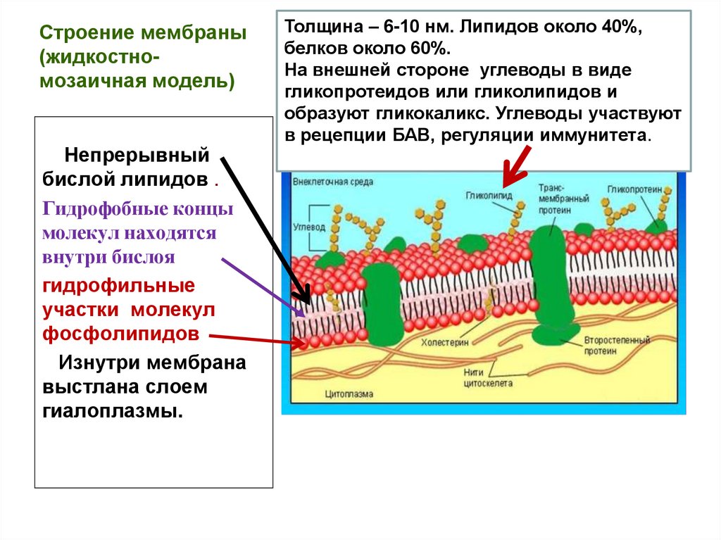 Структуры мембранных белков