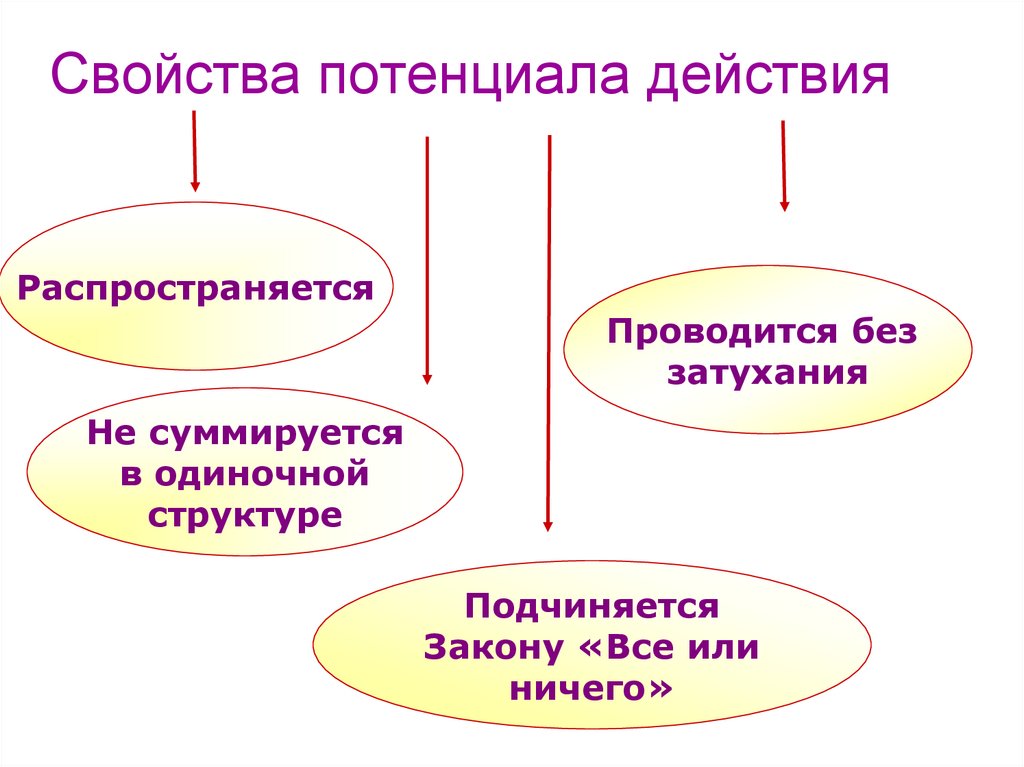 Какое свойство действий позволяет. Свойства потенциала действия.